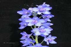 Delphinium malabaricum var. malabaricum
